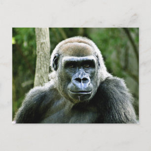 Cartão postal de perfil de Gorila