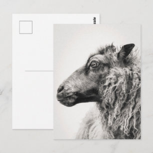 Cartão postal de perfil de ovelha preto e branco e