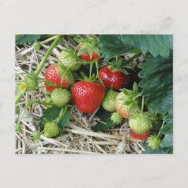 Cartão postal de planta de morango no jardim