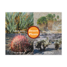 Cartão Postal de Plantas do Deserto