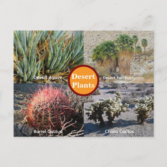 Cartão Postal de Plantas do Deserto (Frente)