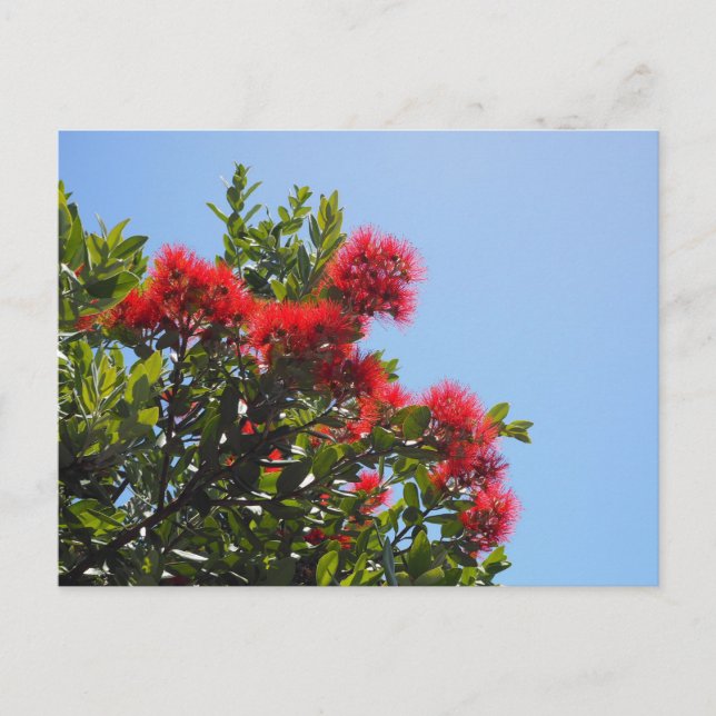 Cartão Postal de Pohutukawa 2 (Frente)