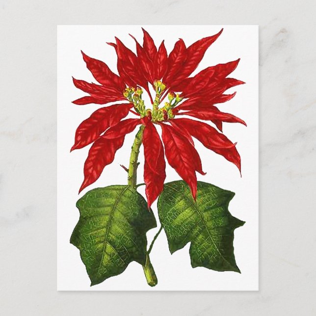 Cartão postal de Poinsettia Botânica (Frente)