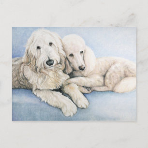 Cartão postal de Poodle e Poodle Dog Standard