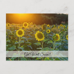 Cartão Postal de Pôr do Sol no Campo de Girassóis 