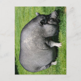 cartão postal de porco com barriga-pote