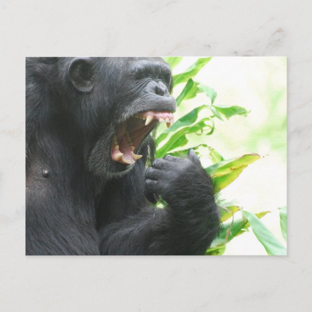 Cartão Postal de Presas de Chimpanzé (Frente)