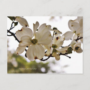 Cartão postal de Primavera de Divino Dogwood