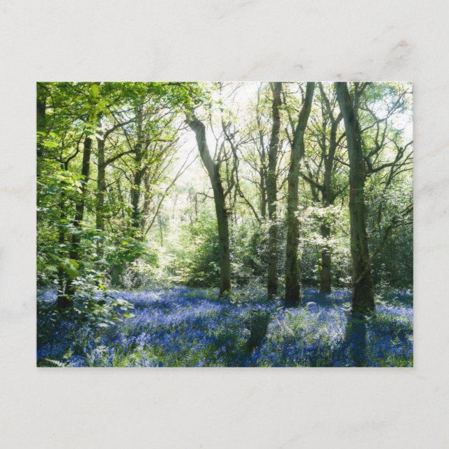 Cartão postal de primavera Sunbeams (Frente)