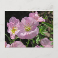 Cartão postal de Primrose Mexicana Rosa