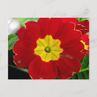 Cartão Postal de Primula Vermelha
