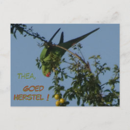 Cartão postal de pronto recuperação do periquito-d
