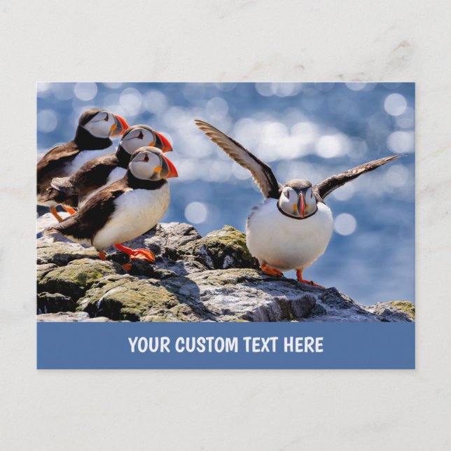 Cartão postal de Puffin de texto personalizado (Frente)