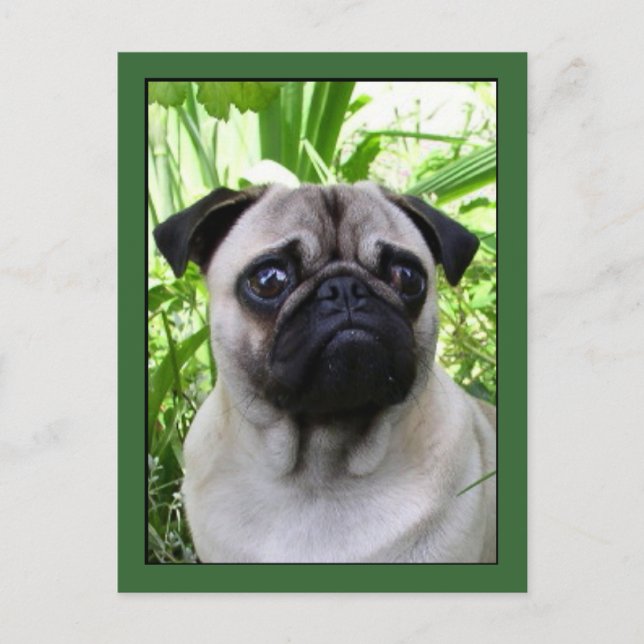 Cartão postal de Pug (Frente)