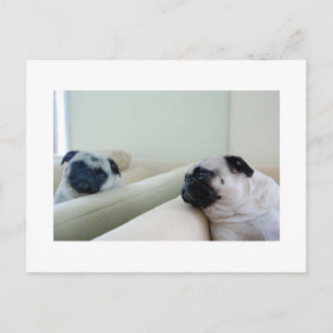 Cartão Postal de Pug Espelho