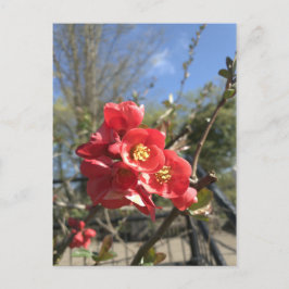 Cartão Postal de Quince Japonês no Parque