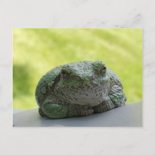 Cartão postal de rã-arbórea