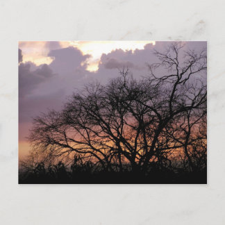 Cartão postal de Ramificações Skyscape