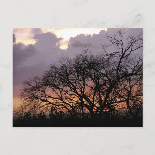 Cartão postal de Ramificações Skyscape (Frente)