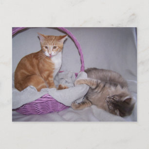 cartão postal de Razzberries