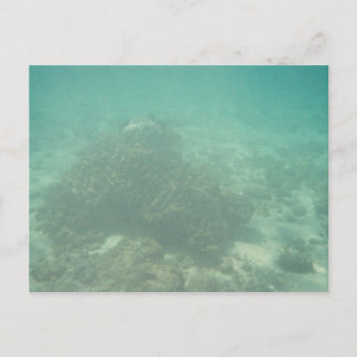 Cartão postal de recife de coral
