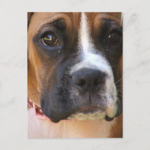 Cartão postal de resgate de boxer