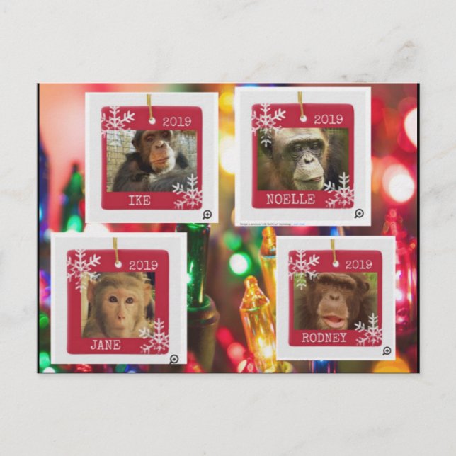 cartão postal de resgate de primatas Cindy (Frente)