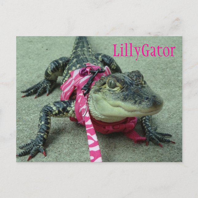 Cartão postal de resgate do ligador LillyGator (Frente)