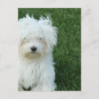 Cartão postal de resgate maltês