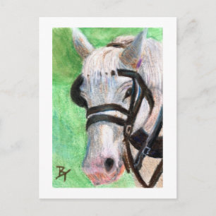Cartão postal de retrato de cavalo