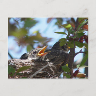 Cartão postal de Robins bebês no ninho