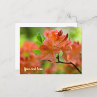 Cartão postal de Rododendro Laranja