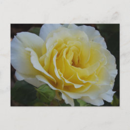 Cartão postal de rosa branca