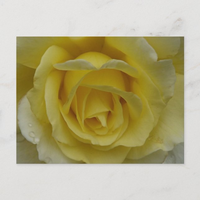 Cartão postal de rosa branca e amarela (Frente)