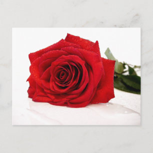 Cartão postal de rosa vermelha