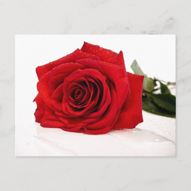 Cartão postal de rosa vermelha (Frente)