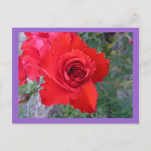 Cartão postal de rosa vermelha