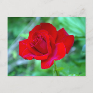 Cartão postal de rosa vermelha