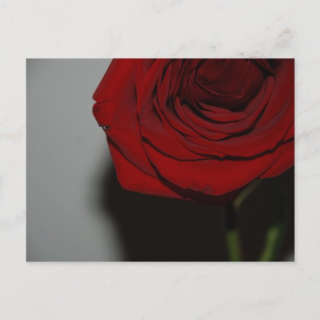 Cartão postal de rosa vermelha (Frente)