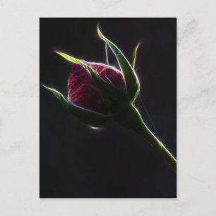 Cartão postal de rosa vermelha
