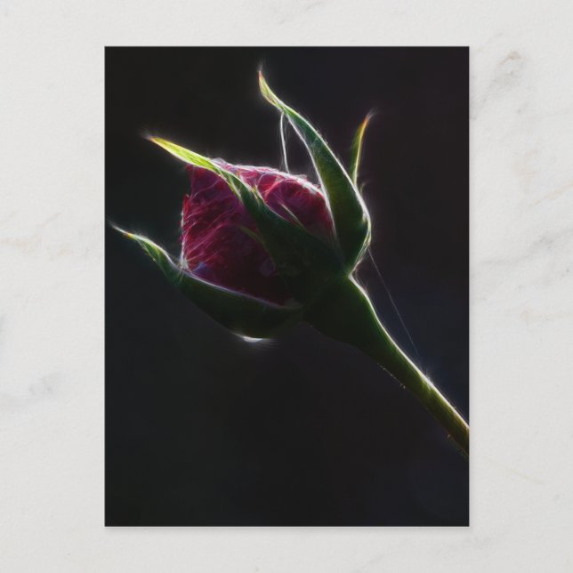 Cartão postal de rosa vermelha (Frente)