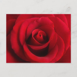 Cartão postal de rosa vermelha