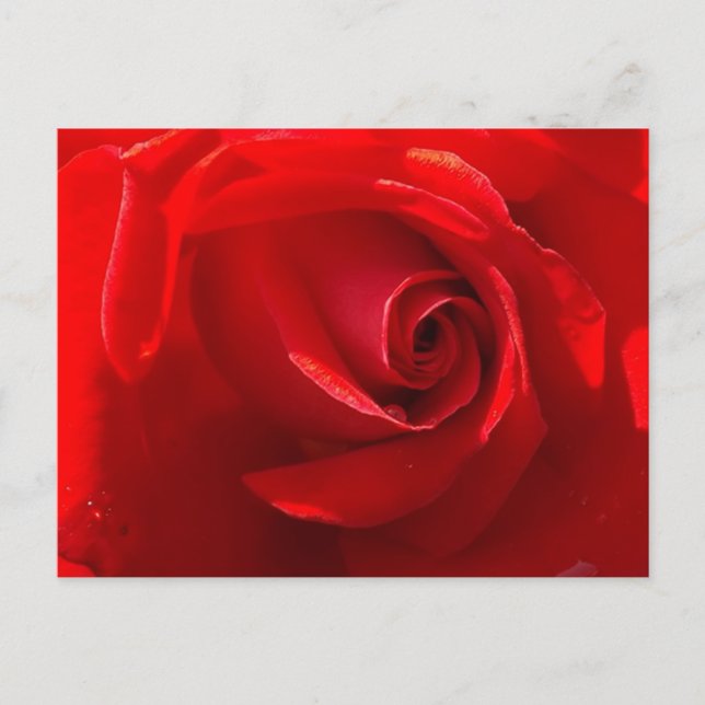 Cartão Postal de Rosa Vermelha (Frente)