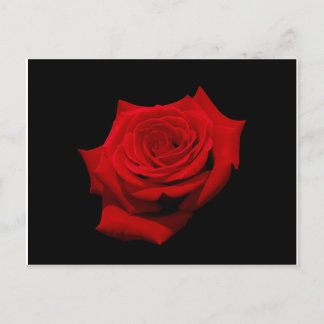 Cartão postal de Rosa Vermelha em Fundo Preto