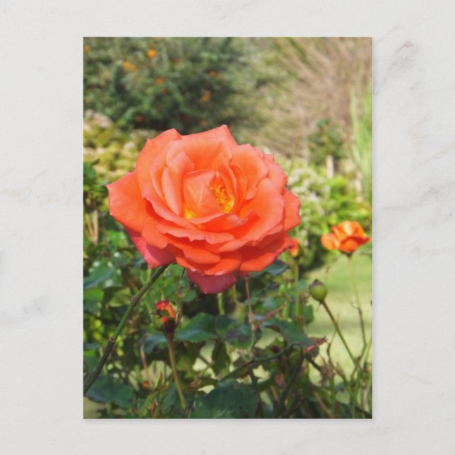 Cartão postal de rosa vermelha, personalizar (Frente)