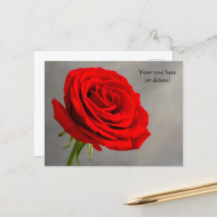 Cartão Postal de Rosa Vermelha Única