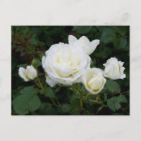 Cartão Postal de Rosas Brancas