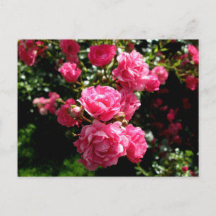 cartão postal de rosas cor-de-rosa