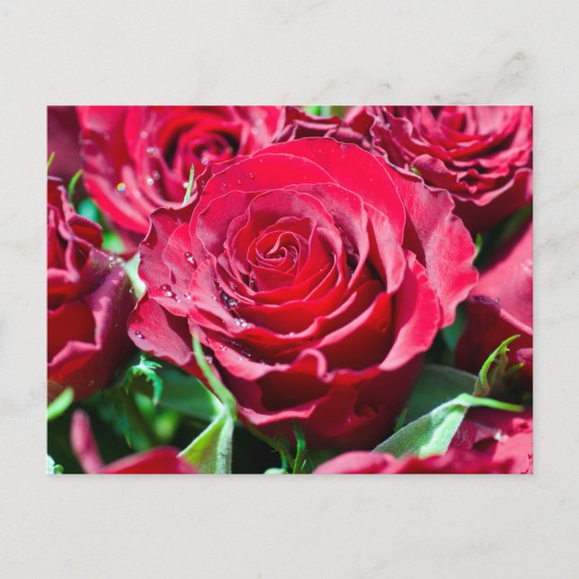 Cartão Postal de Rosas Vermelhas (Frente)