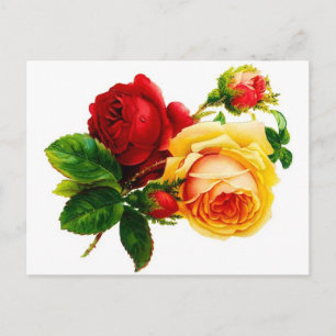 Cartão Postal de Rosas Vermelhas e Amarelas Antiga